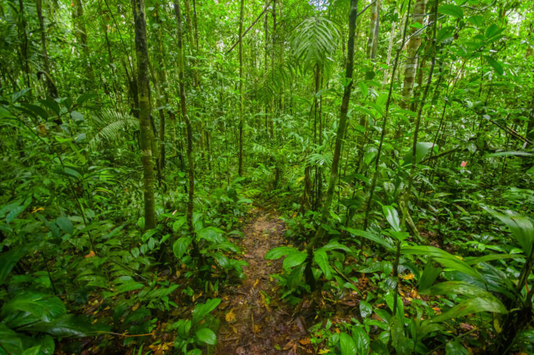 Ecuador forest