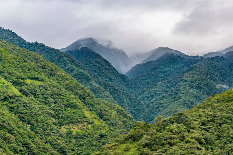 Ecuador jungle