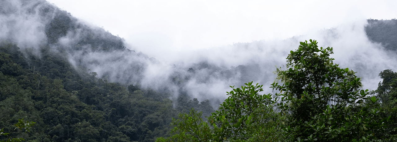 Горные склоны Эквадора, где растут какао-бобы