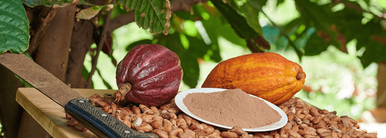 Како-бобы и какао Fino De Aroma из Эквадора на производстве