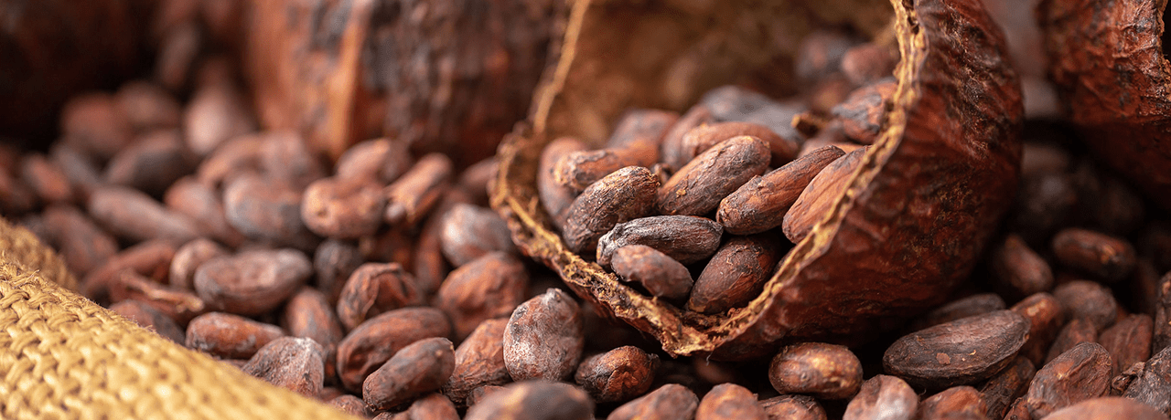 FinoDeAroma ready cacao beans Ecuador